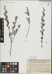 Foto von Salix repens L.